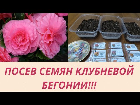 Видео: Посев  семян Клубневой Бегонии!  Что нужно сделать чтобы получить отличные всходы? Мой метод посева.