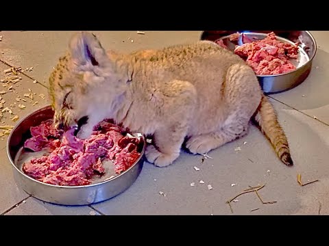 Видео: У маленьких львят УЖИН! У кого с ютубом плохо ищите нас на Дзене, телеграмм, вконтакте и рутубе!