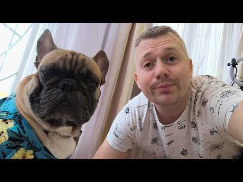 Видео: Ну хулиган же #французскийбульдог #собакаприколы #собака #бульдоги #funnydogvideos #frenchbulldog 