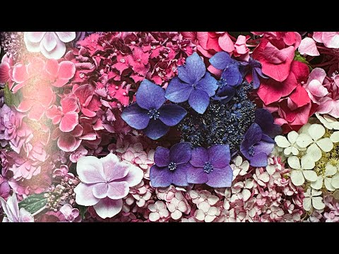 Видео: Когда черенковать крупнолистные гортензии?