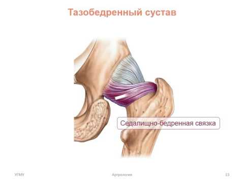 Видео: Соединения костей нижней конечности