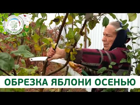 Видео: Обрезка яблони. Как обрезать плодовые деревья осенью.