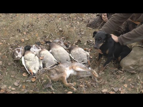 Видео: ОТКРЫТИЕ ОХОТЫ НА ЗАЙЦА 2025! 2 дня охоты на зайца, утку, куропатку