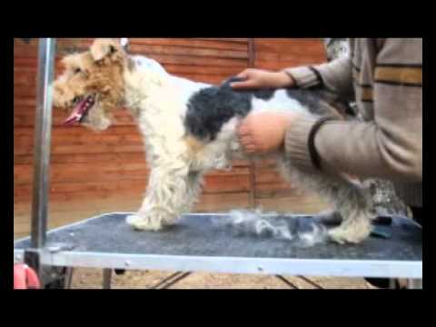 Видео: Тримминг фокстерьера. Wire Fox Terrier trimming