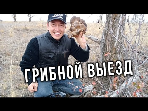 Видео: AUTO LIFE • Грибной выезд • Вешенки • Тихая охота