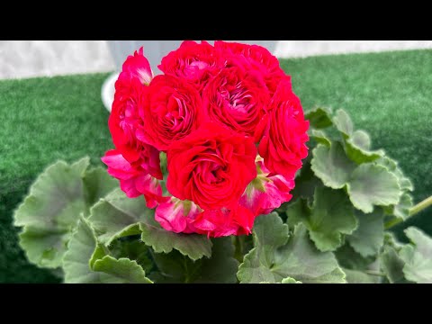 Видео: Пеларгонии в теплице💚