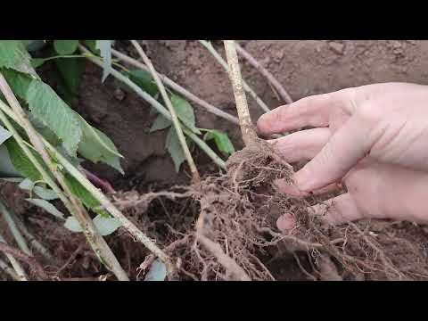 Видео: ПОСАДКА  МАЛИНИ  ВОСЕНИ