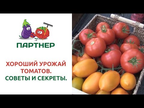 Видео: ХОРОШИЙ УРОЖАЙ ТОМАТОВ. СОВЕТЫ И СЕКРЕТЫ.
