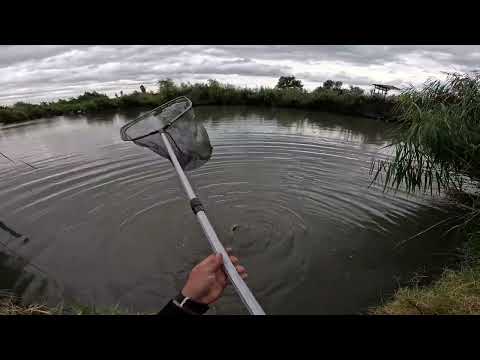 Видео: Спортни шарани на метод фидер с лайт