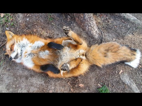 Видео: Алиса - лиса. Релакс, гладим лису 10 минут