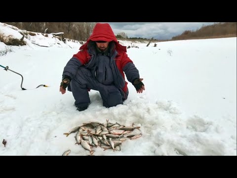 Видео: ЕХАЛ ЗА ЩУКОЙ , А НАЛОВИЛ !!! Рыбалка на Оби ( Сузун ) 14 января 2024г.