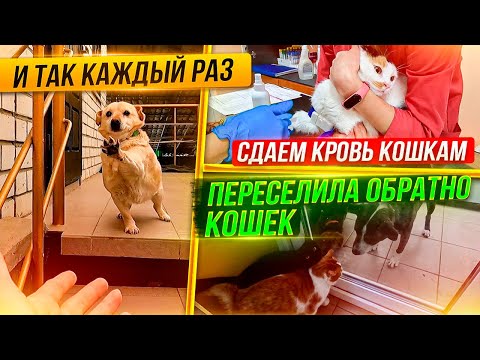 Видео: Сдаем кровь кошкам, переселение кошек т.Лиды обратно. Лиса стала посмелее. Показываю всех собак.