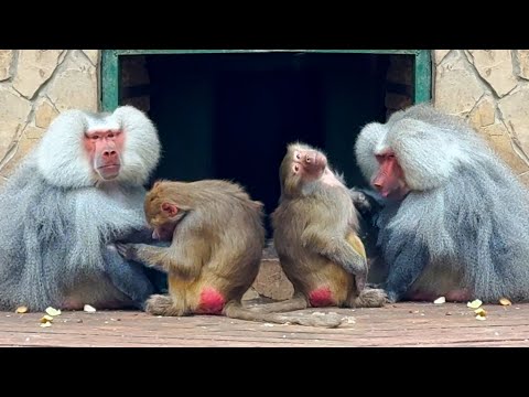 Видео: Люся становится НАСТОЯЩЕЙ ГАМАДРИЛКОЙ, а Лида помогает! РЕДКИЕ кадры! О хейтерах, любви и ненависти!