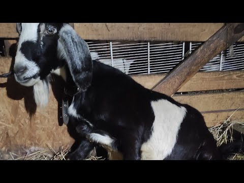 Видео: Самый ужасный и долгий окот в моей жизни.Нужно лезть в козу