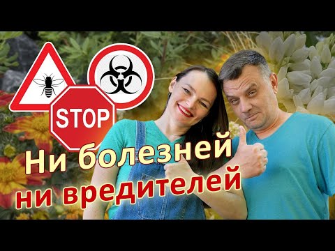 Видео: Дача без болезней и вредителей??? ТАК БЫВАЕТ?!