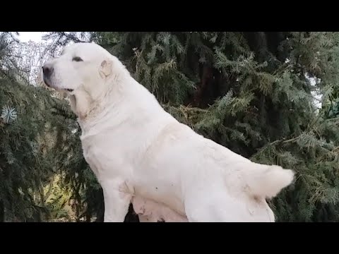 Видео: Красавица и фотомодель. Брунгильда, знакомьтесь!