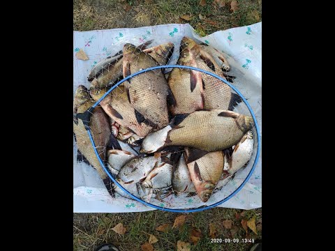 Видео: Рыбалка на правом берегу Днепра в Киеве  Снасть Куриная лапка