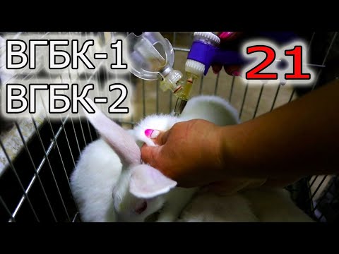 Видео: ВАКЦИНАЦИЯ ВГБК-1, ВГБК-2 , КОМУ, КОГДА, КАК?!