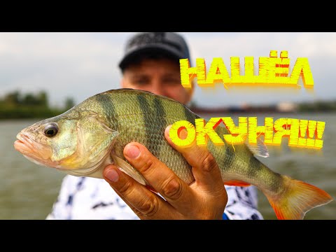 Видео: МИКРОДЖИГ рулит 💪💪💪 Разведал реку на наличие ОКУНЯ 👍