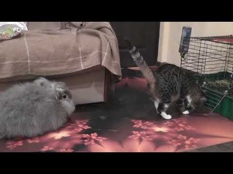 Видео: Приучение крольчат породы немецкая ангора к жизни в квартире. Фильм 3