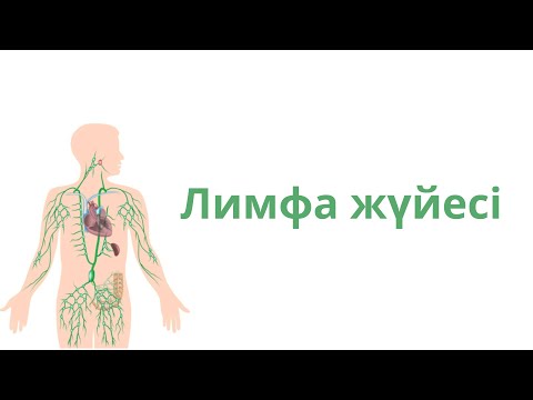Видео: Лимфа жүйесі. Лимфа