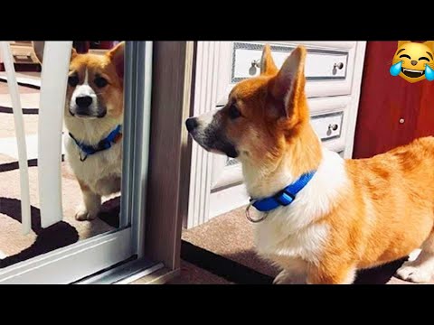 Видео: ПРИКОЛЫ С ЖИВОТНЫМИ ДО СЛЕЗ 😹/ Смешные КОТЫ 2025 / Приколы с КОТАМИ / Funny ANIMALS video #30