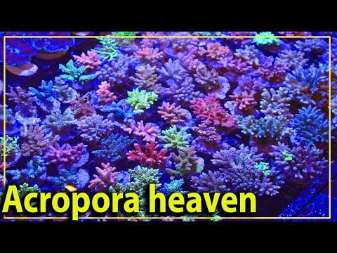 Видео: Целая куча кораллов Acropora!