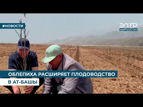 Видео: ОБЛЕПИХА РАСШИРЯЕТ ПЛОДОВОДСТВО В АТ-БАШЫ