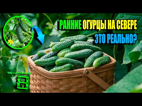 Видео: КАК ПОЛУЧИТЬ РАННИЙ УРОЖАЙ ОГУРЦОВ В ЗОНЕ РИСКОВАННОГО ЗЕМЛЕДЕЛИЯ? ЭКО-САД ВЫХОДНОГО ДНЯ 24-01