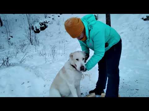 Видео: Ещё один выходной в лесу