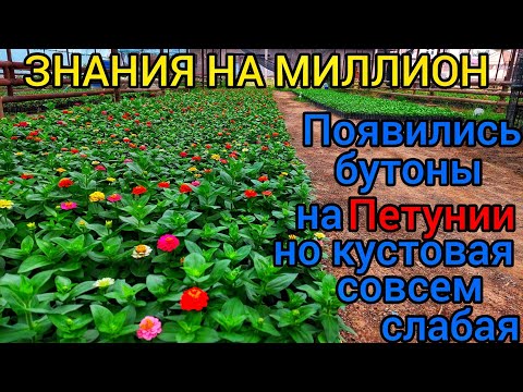 Видео: Кустовая Петунии совсем СЛАБАЯ и МАЛЕНЬКАЯ но уже появились бутоны. СУПЕР ЭФФЕКТИВНЫЙ СПОСОБ 💯%выход