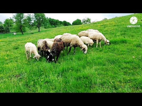 Видео: 🇺🇦🐏На Парцелах. Мальовничі Краєвиди.🐑🇺🇦