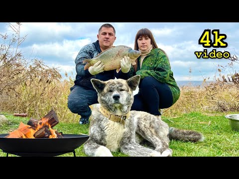 Видео: Рыба запеченная в фольге / Шампиньоны с шафраном / Живем в палатке / Ужин на костре