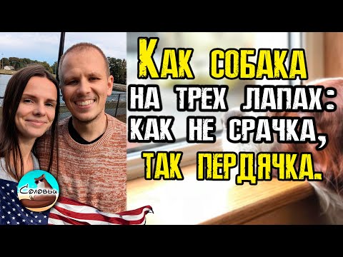 Видео: Как собака на трёх лапах: как не срачка, так пердячка.