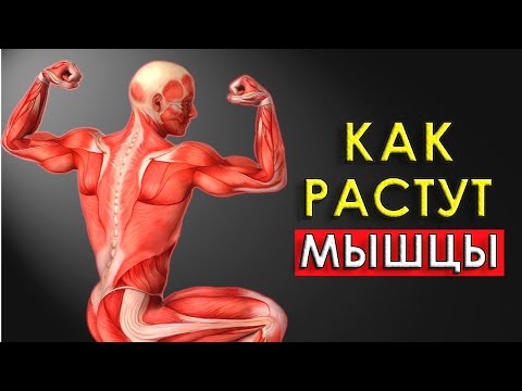Видео: Как растут мышцы? Рост мышц по науке
