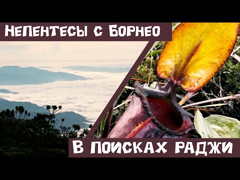 Видео: Непентесы с Борнео. В поисках раджи!
