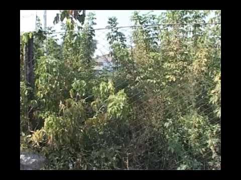 Видео: СТС-Курск - Городские истории выпуск №32 от 23 сентября