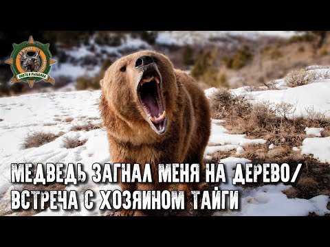 Видео: Встреча с хозяином тайги!/Медведь загнал Таёжного на дерево/Чуть не утопили снегоход