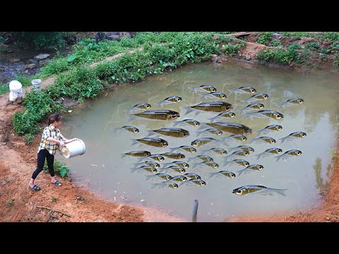 Видео: Вот Что Будет, Если Диким Пираньям Закинуть Живого Карася