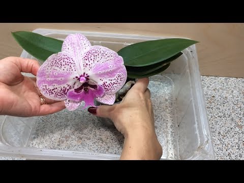 Видео: Пересадка фаленопсиса Синголо. Как правильно развести Эпин.