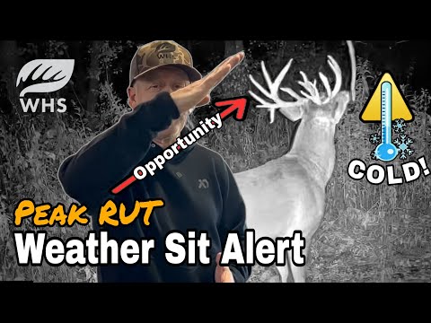 Видео: Предупреждение о пике гона в 2025 году | Пора ехать!