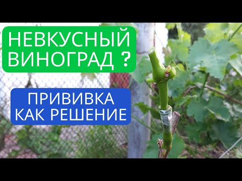 Видео: Не устраивает вкус винограда ? Решение прививка !
