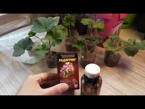 Видео: ПОЧЕМУ ГНИЮТ ЧЕРЕНКИ/ОШИБКИ В ЧЕРЕНКОВАНИИ/МИФЫ И ВАЖНЫЕ МОМЕНТЫ👌🌱🌺