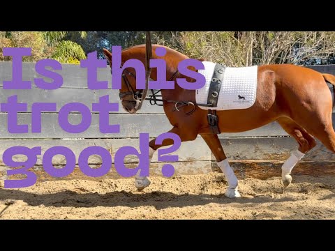 Видео: Это рысь на МИЛЛИОН ДОЛЛАРОВ? (Как определить)