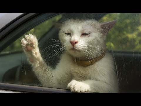 Видео: Кошка царапала стекло раскалённой машины... Прохожие игнорировали, пока один мужчина не выдержал.