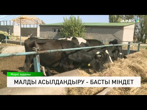 Видео: Малды асылдандыру - басты міндет