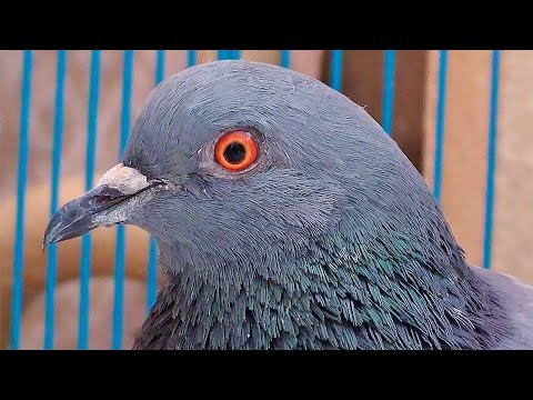 Видео: Выпуск здоровых кабачков на волю