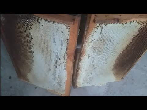 Видео: Шукри Аллохи бузург  ассал хаст