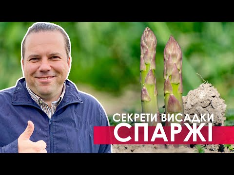 Видео: Як висаджувати спаржу. Аспарагус на присадибній ділянці