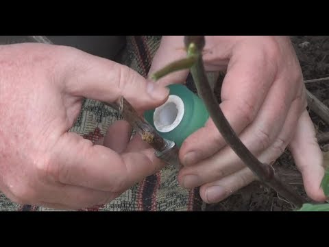Видео: Секреты прививки винограда методом "черным в зеленое"